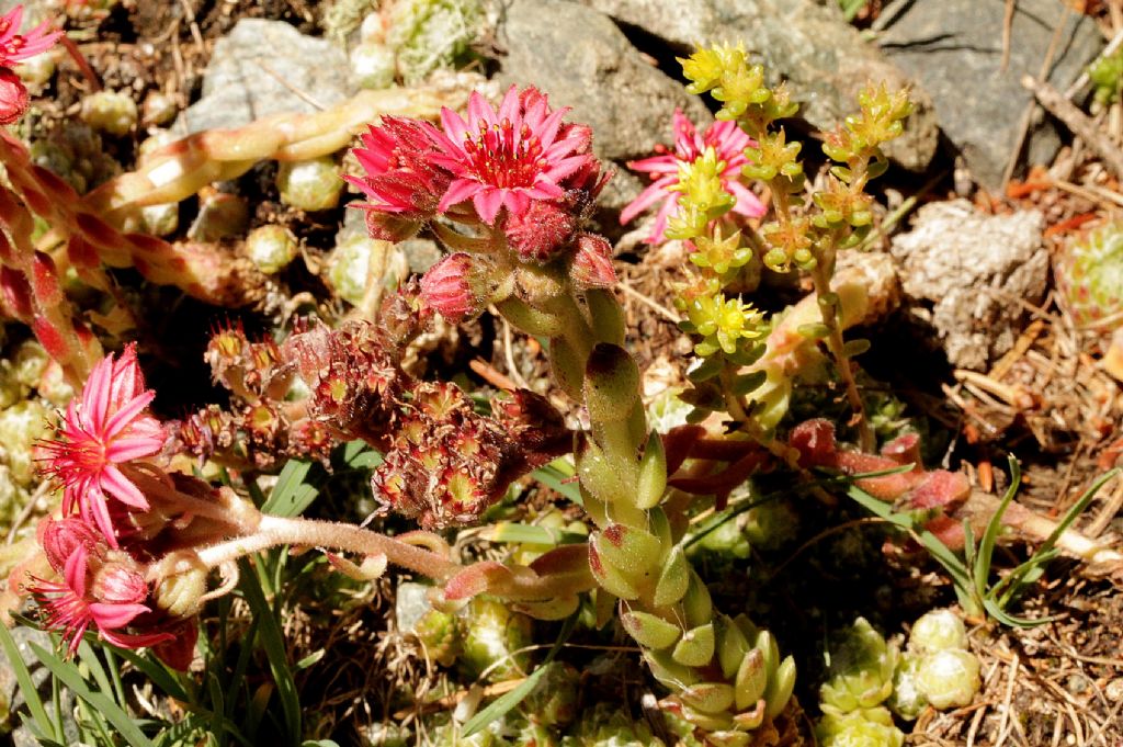Sempervivum arachnoideum / Semprevivo ragnateloso